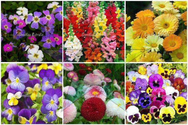 Producto - Combo de Flores de Otoño / Invierno