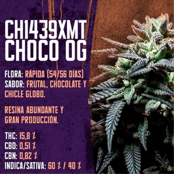 Producto - Choco Og (CH1439XMT) x3 1439criadores - 1