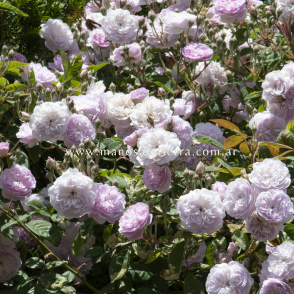 Producto - Rosal Clg. Laure Davoust - 8