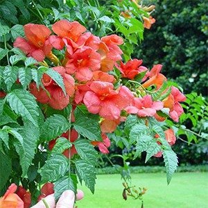 Producto - Campsis radicans