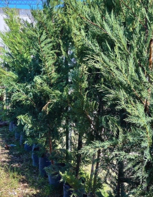 Producto - Ciprés Leylandi - 0