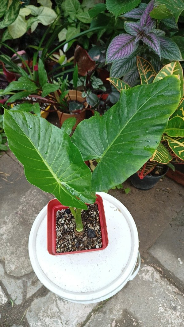 Producto - Alocasia Odora (oreja de elefante)