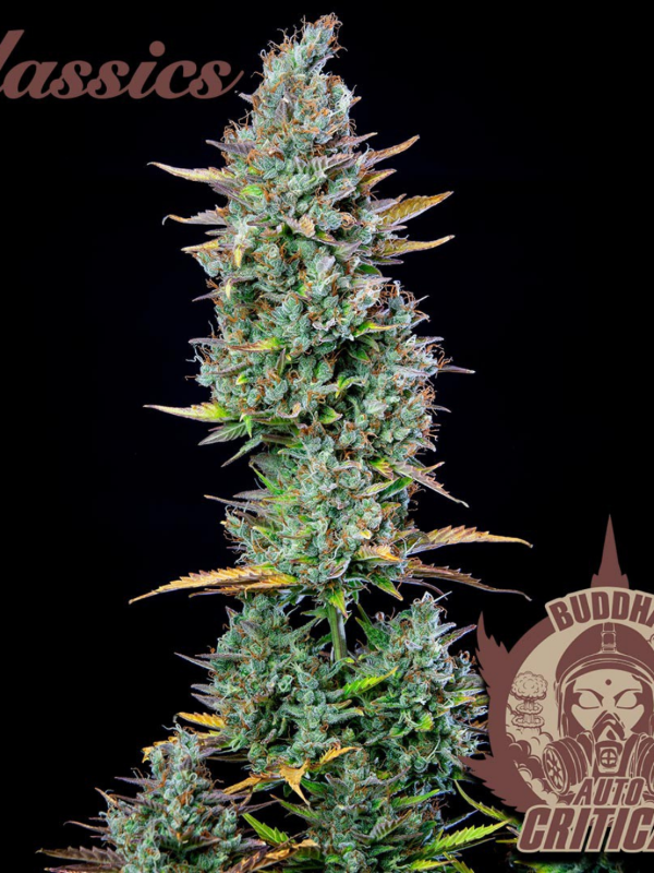 Producto - Critical Auto x3 - Buddha Seeds