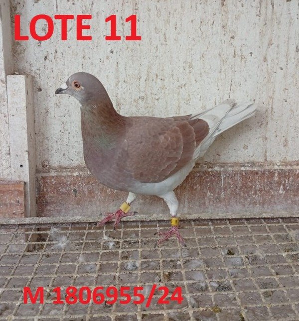 Producto - LOTE 11