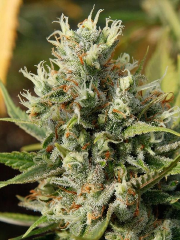 Producto - Amnesia Haze x3 - ADN Seeds
