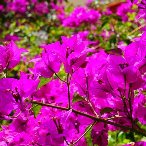 Producto - Santa Rita