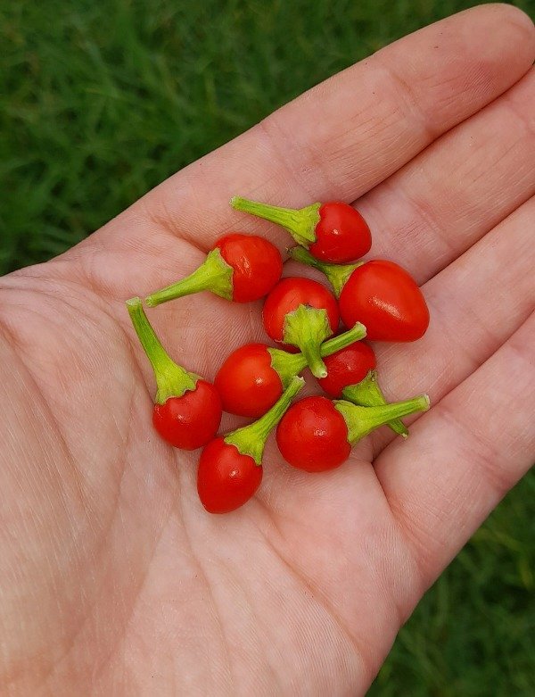Producto - Combo 150 Semillas de Ajíes Picantes (10 variedades) - 8