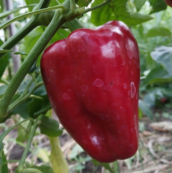Producto - Morrón Rojo