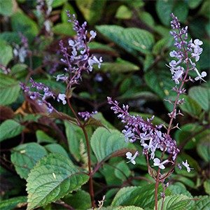 Producto - Plectranthus ciliatus (Dólar negro)