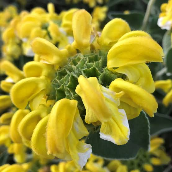 Producto - Phlomis fruticosa 3 L - 0