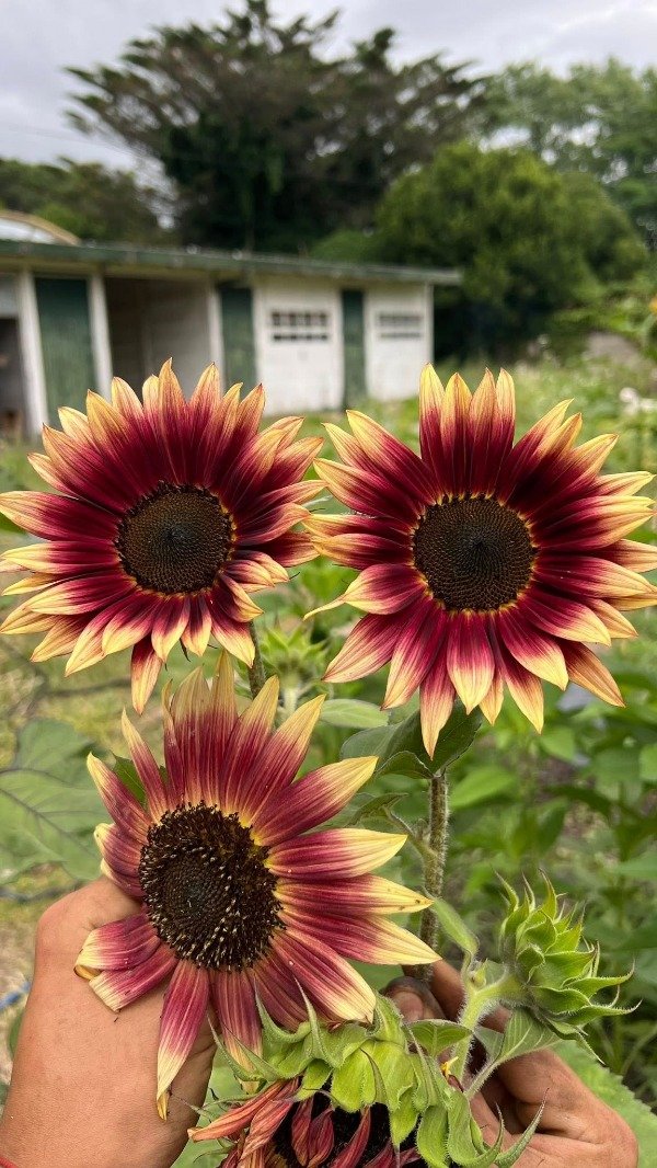 Producto - SEMILLAS DE GIRASOL RUBY ECLIPSE MULTIFLORAL