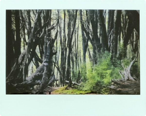 Producto - Bosque negro