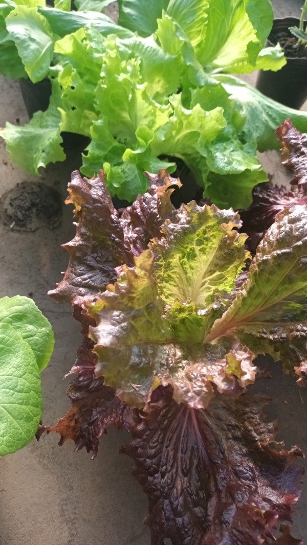 Producto - Lechuga Morada - 2