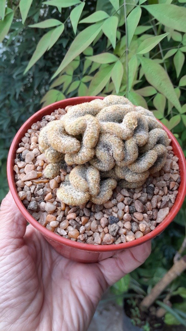 Producto - Cactus cerebro ( mammillaria elongata cretada) - 2