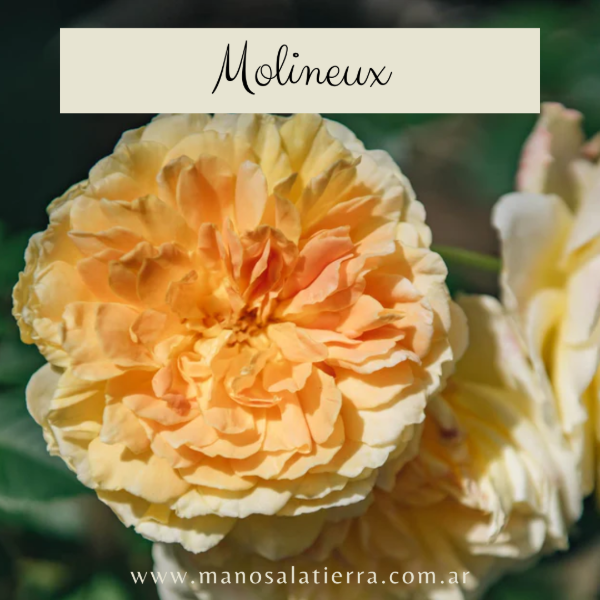 Producto - Rosal Molineux