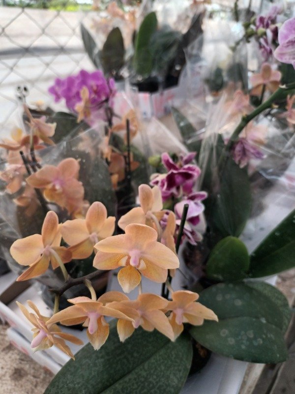 Producto - Phalaenopsis Orquídea - 1