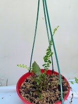 Producto - helecho  serrucho + helecho arroz