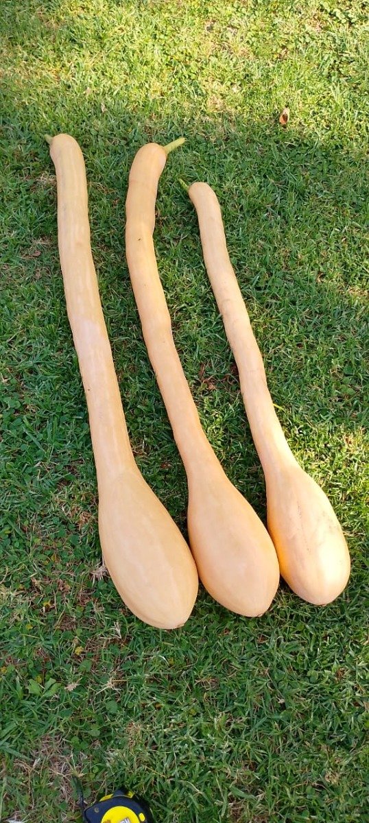 Producto - Semillas de zapallo trombocino d'albenga o zapallo de metro