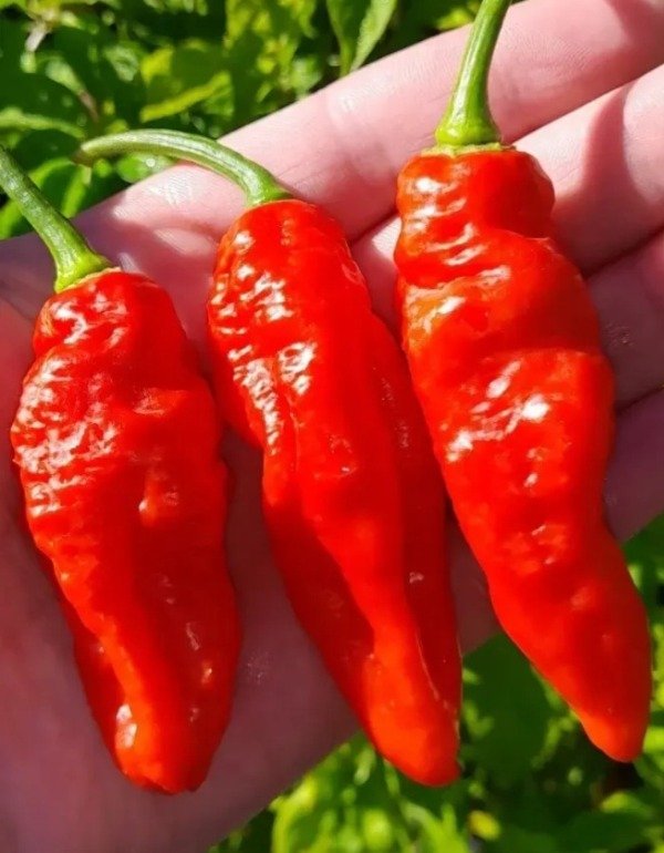 Producto - 10 Semillas de Ají Ghostly Jalapeño