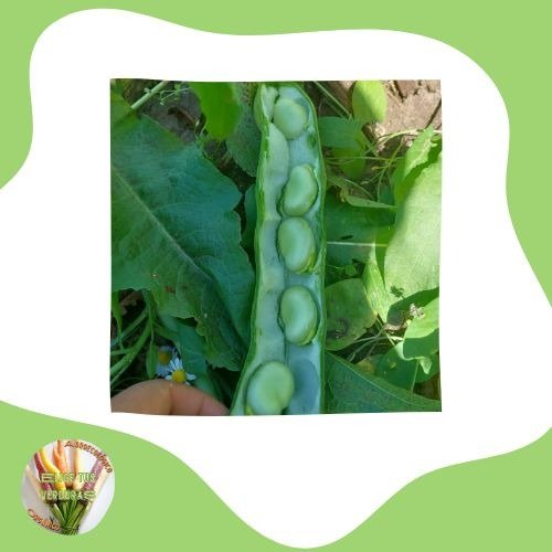 Producto - Habas