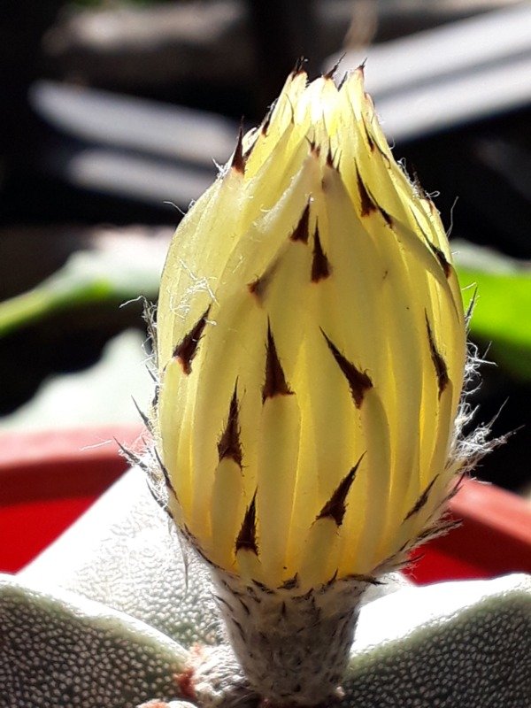 Producto - Astrophytum - 2
