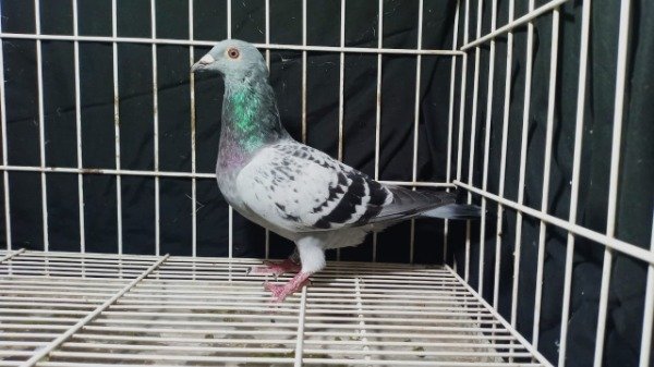 Producto - 1920479 / 25 Macho Origen Jan Aarden Roodhooft