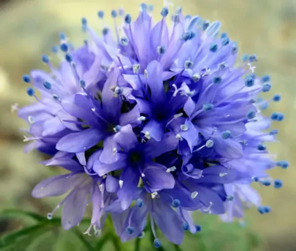 Producto - Semillas De Flor Globo Gilia Capitata