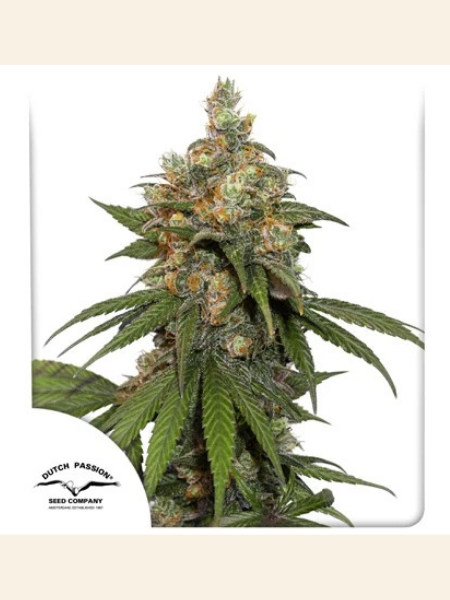 Producto - HiFi 4g x3 - Dutch Passion