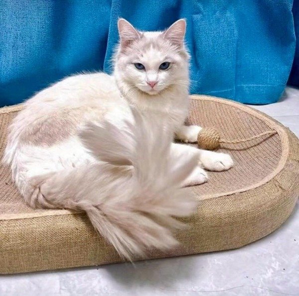 Producto - Rascador Moises