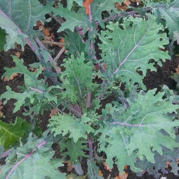 Producto - Kale Agroecológico - Presentación Atado - 2