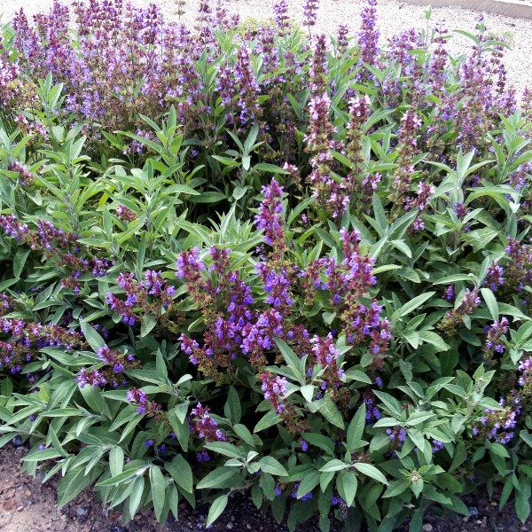 Producto - Salvia officinalis 0,75 L