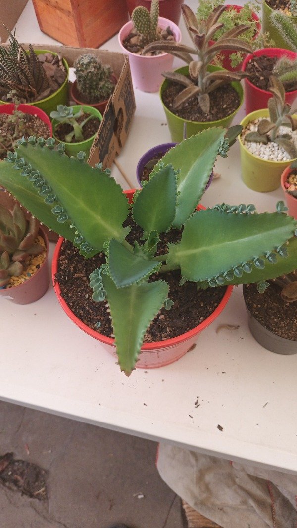 Producto - Kalanchoe Madre de Miles