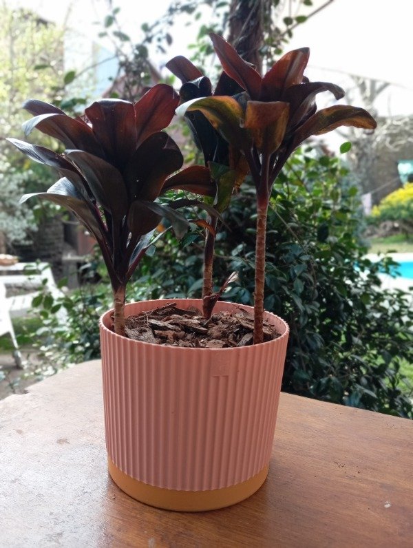 Producto - Planta con maceta rosa