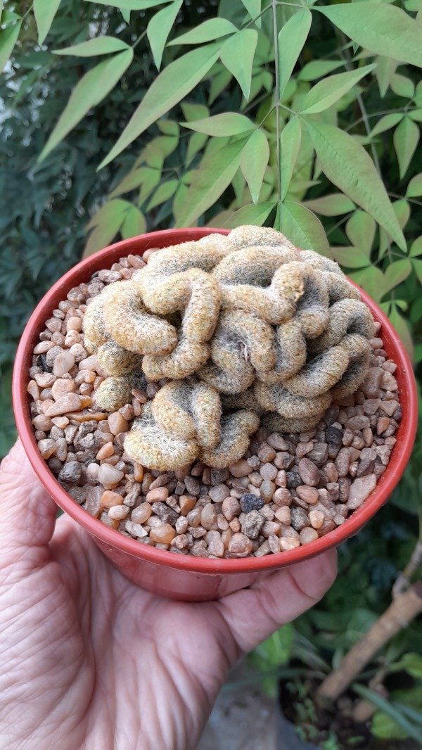 Producto - Cactus cerebro ( mammillaria elongata cretada) - 1