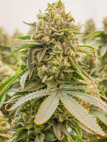 Producto - Citric Galactic auto x3 - Se+ de colección