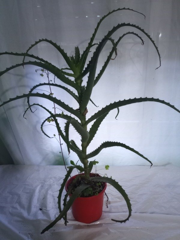 Producto - aloe arborencis