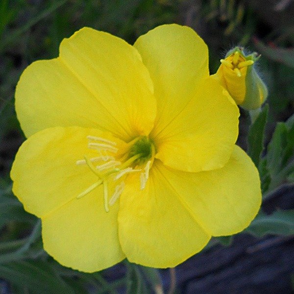 Producto - 30 Semillas Oenothera affinis