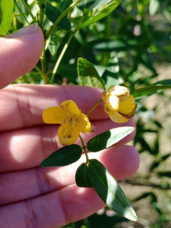 Producto - Semillas Sen de Campo - 0