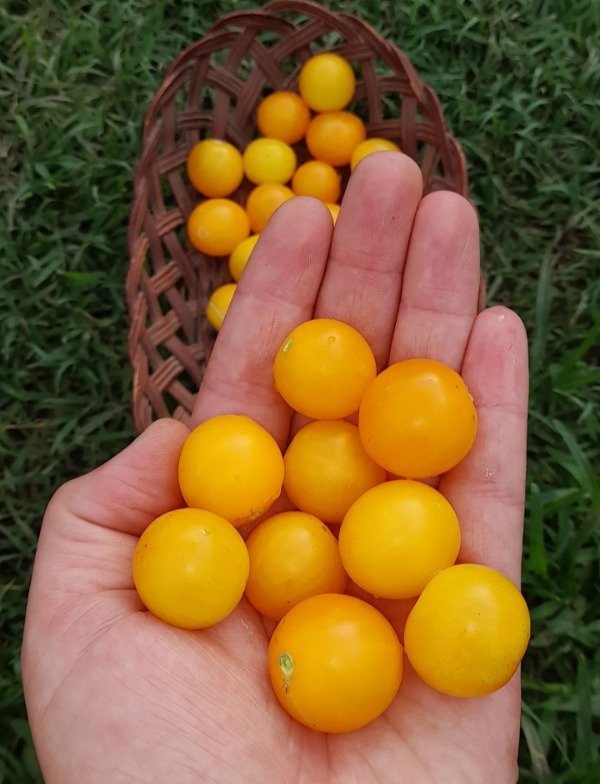 Producto - 15 Semillas De Tomate Microenano Jochalos