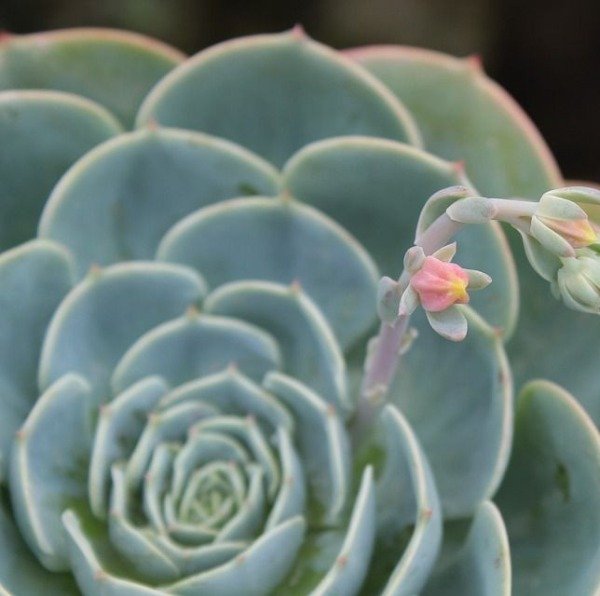 Producto - Echeveria