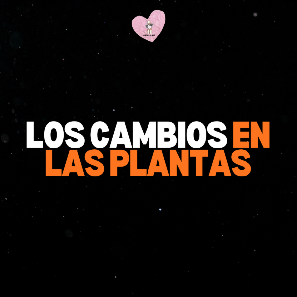 Producto - CAMBIOS EN LAS PLANTAS