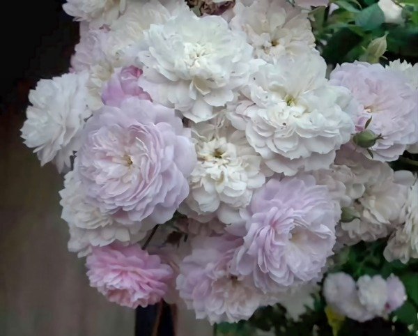 Producto - Seven Sisters Trepador