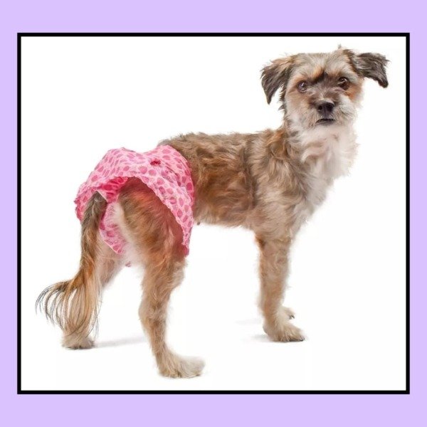 Producto - Bombachas sanitarias