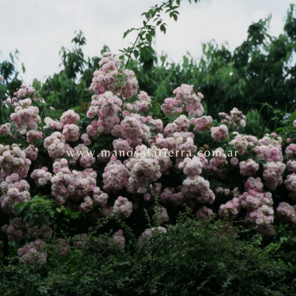 Producto - Rosal Clg. Laure Davoust - 4