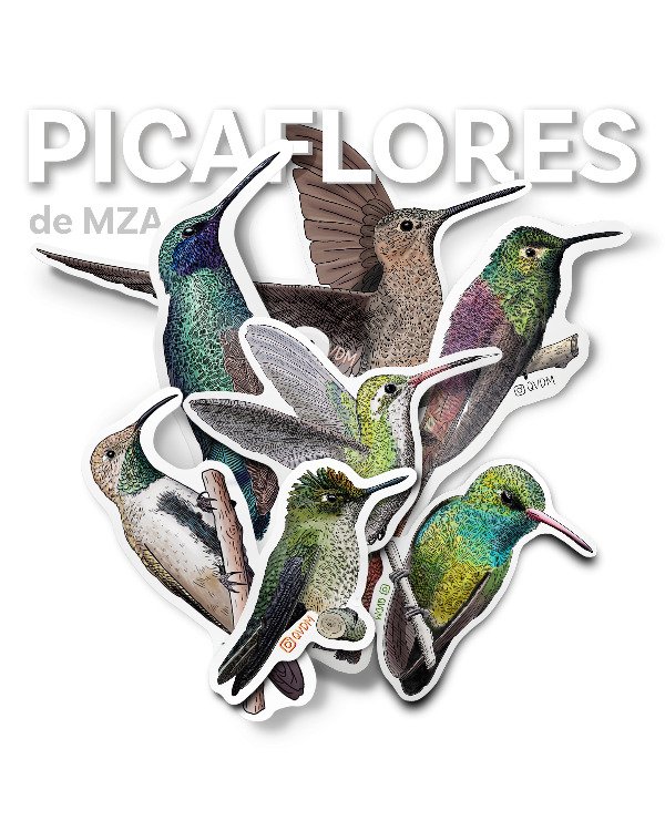 Producto - Pack 7 Picaflores de Mendoza
