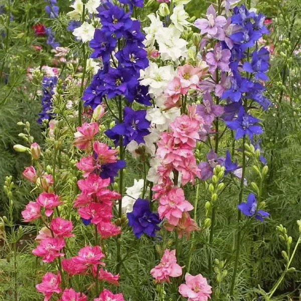 Producto - Semillas de Delphinium