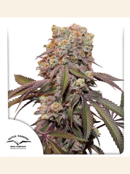 Producto - Auto Candy Bubatz x3 - Dutch Passion