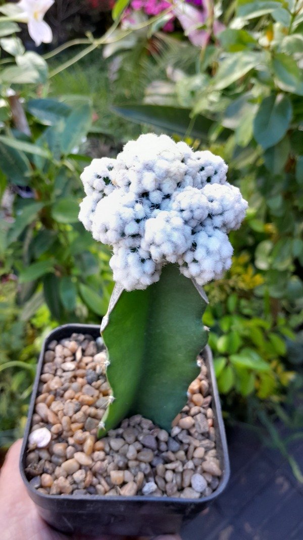 Producto - Mammillaria Multilanata (injertada) - 2
