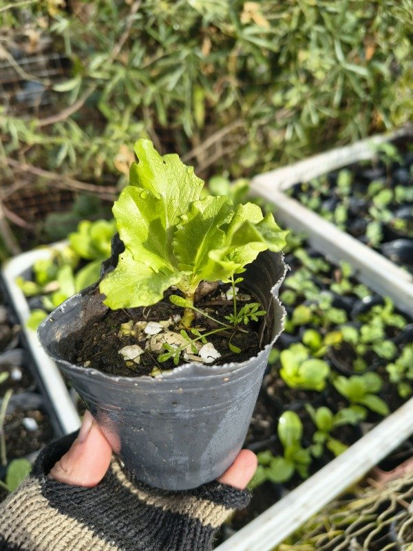 Producto - Lechuga Mantecosa