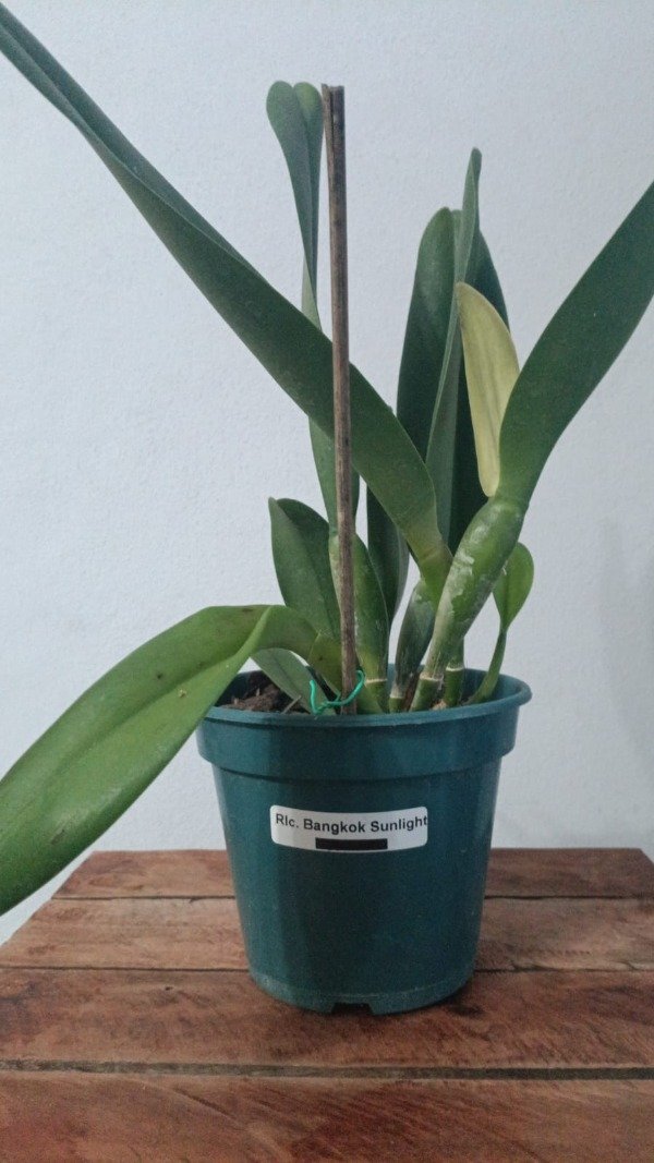 Producto - Rlc. Bangkok Sunlight - 1